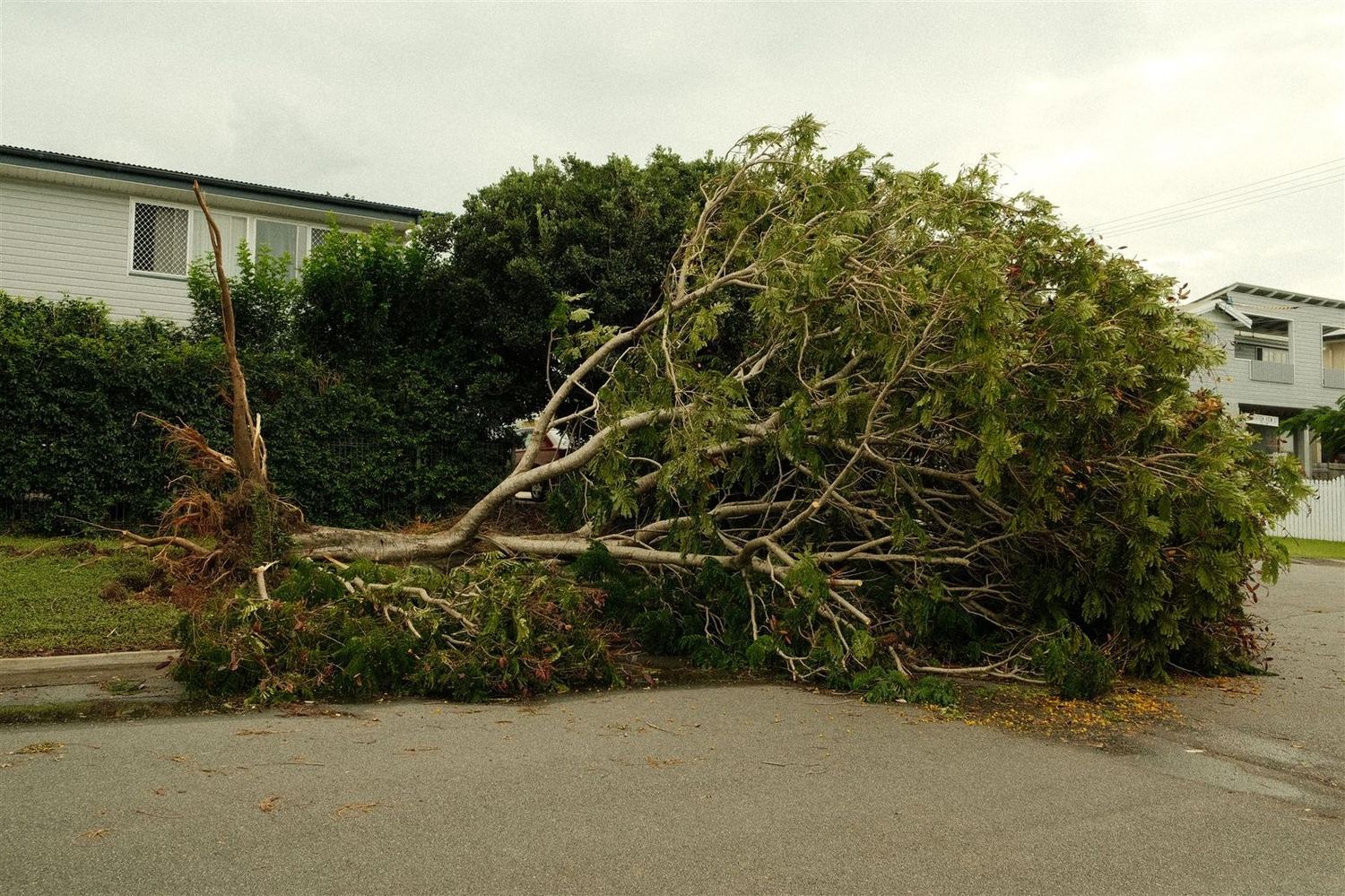 Large tree blown down beside a building after a storm