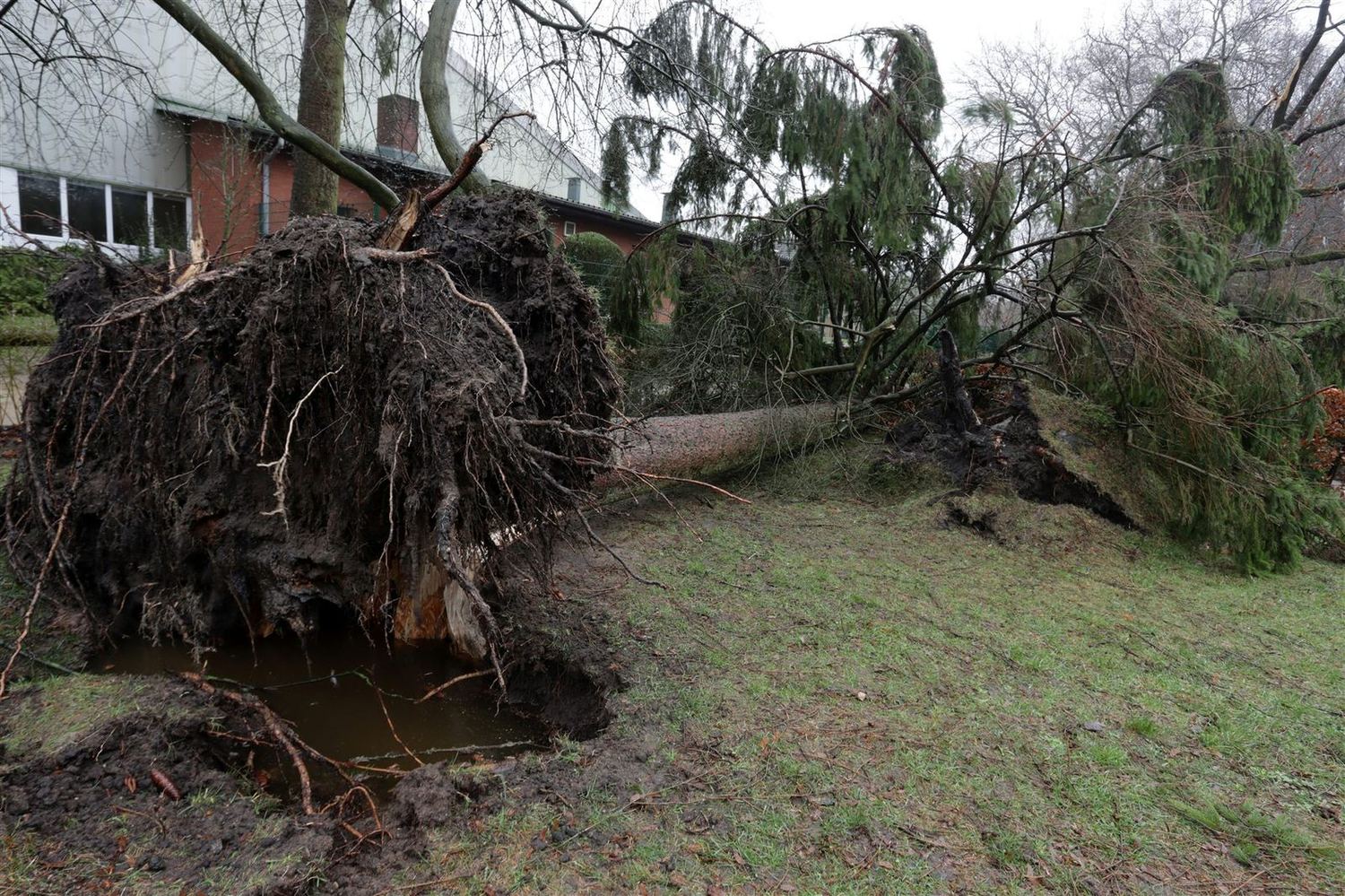 Uprooted tree lying across a lawn after high wind